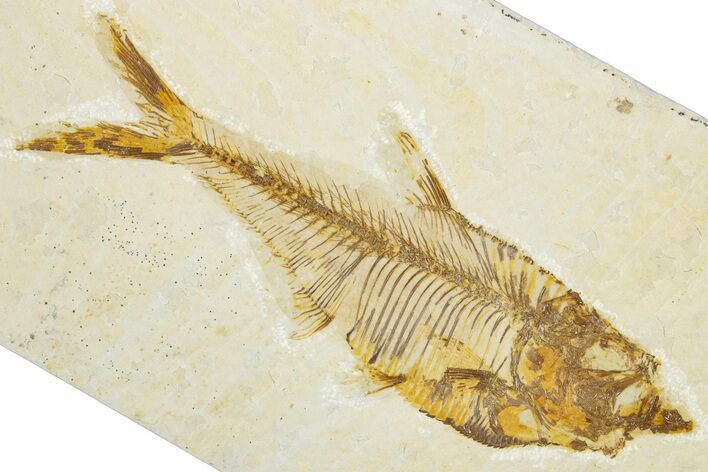 Detailed Fossil Fish (Diplomystus) - Wyoming #345441